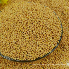 yellow broomcorn millet proso millet for bird food